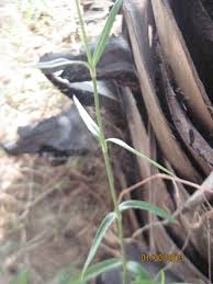 Image result for Oldenlandia affinis