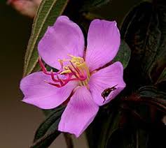 Image result for Melastomastrum