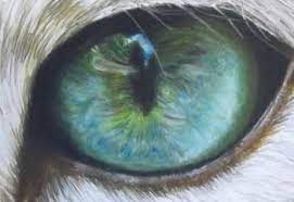 Clean the paint off the brush and use it to add a bit of colour to the right side of the window reflection on the eye. Speed Drawing Cat Eye Video Lessons Of Drawing Painting Drawing Cat Eyes Cat Eye Drawing Eye Painting