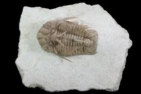 Image result for Holothrix tridactylites