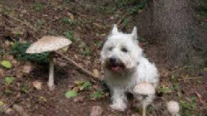 We did not find results for: Can Dogs Eat Mushrooms Healthy Paws Pet Insurance