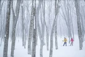 Image result for Hakkoda Walk