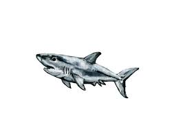 Maybe you would like to learn more about one of these? Small Great White Watercolor Print Etsy Small Shark Tattoo Shark Art Shark Tattoos