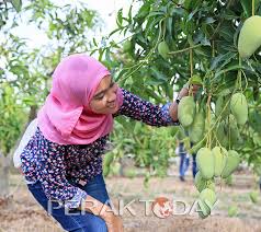 Raretv terkejut sawah padi cantik di perlis tempat terbaik malaysia. Penangan Mangga Chokanan Setanding Harum Manis