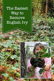 Maybe you would like to learn more about one of these? Easiest Way To Get Rid Of English Ivy For Good Pretty Handy Girl