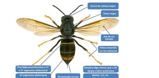 Esta vespa asiática, proveniente de regiões tropicais e subtropicais do norte da india, do leste da china, da indochina e do arquipélago da. Identificar E Combater A Vespa Asiatica Jornal Nordeste