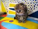 Persian Kittens for sale | Adorable persian Kittens | Cute ...