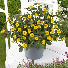 Image result for sanvitalia combine in pots