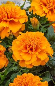 Pin On Flowers