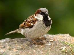 Https Www Saga Co Uk Magazine Home Garden Gardening Wildlife Birds The House Sparrow House Sparrow Sparrow Bird Garden