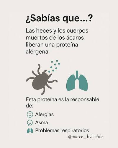 Aquí te dejo información sobre los Ácaros que nos causan tanto problemas de  salud, sobre todo a los más pequeñitos de la casa. Al estar presentes en  sillones, alfombras pero principalmente en