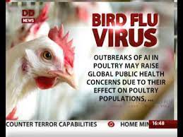 More than 10,000 turkeys to be culled at fattening farm. Avian Influenza Precautions And Safety Measures To Stay Safe Youtube