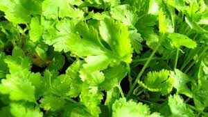 The seeds of the plant can be harvested and are. Growing Coriander How To Grow Coriander Step By Step With Pictures Geekgardener