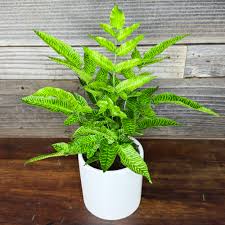 Image result for Coniogramme