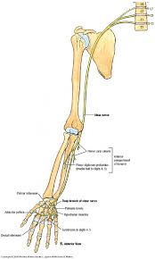 Anterior interosseous branch of median nerve (c8 and t1) Nerves Arm Shoulder Ulnar Nerve Course Relations And Innervation Ranzcrpart1 Wiki Fandom