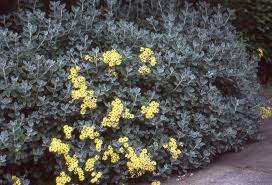 Image result for Brachyachne simonsii