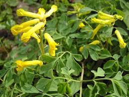 Image result for Corydalis