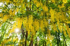 Image result for Laburnum anagyroides