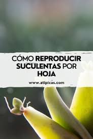 Los cactus no tienen hojas ni ramas. 900 Ideas De Cactus Y Suculentas En 2021 Suculentas Cactus Y Suculentas Cuidado De Suculentas