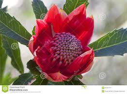 Waratah Or Telopea Australian Native Bush Flower Stock Vector Waratah Flower Stock Photography Free Flowers