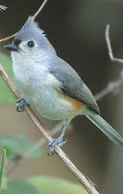 Backyard Birds Of Southern Illinois Tufted Titmouse Birds Pet Birds Backyard Birds