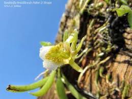 Image result for Rangaeris muscicola