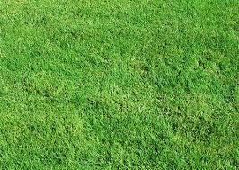 Image result for Synsepalum passargei