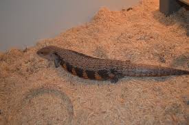 Classic indonesian ( tiliqua gigas gigas ): Blue Tongued Skink Facts Habitat Diet Pet Care Babies Pictures