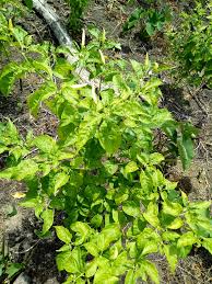 Tanaman tersebut merupakan tanaman yang berasal dari famili piperaceae. Lada Cili Putih Sabah Photos Facebook