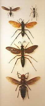 When controlling citrus scale, one may also need to eliminate the ant colonies, which thrive upon the honeydew extruded from the scale. Schmidt Sting Pain Index Wikipedia