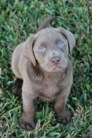 Silver Labs Puppies Lab Puppies Silver Lab Puppies Cute Dogs And Puppies