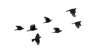 Image Result For Png Download For Picsart Flying Bird Silhouette Birds Flying Bird Silhouette