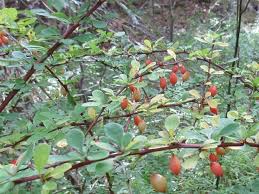 Barbaris (barberis l.), an early genus, a family of barberry. Invasive Plant Profile Japanese Barberry U S National Park Service