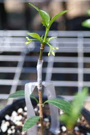 Image result for Tabernanthe elliptica