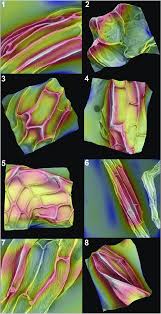 Image result for Habenaria huillensis