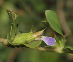 Image result for Blepharis integrifolia