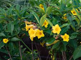 Image result for Allamanda schottii