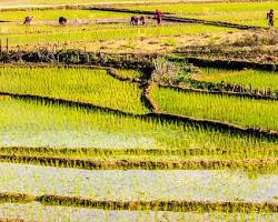 Image of farming in Nepal terrace farming and terai plains paddy field seasonal crops