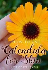 Pin On Flower Gardening