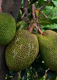 Image result for Artocarpus heterophyllus