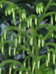 Image result for Lycopodiella cernua