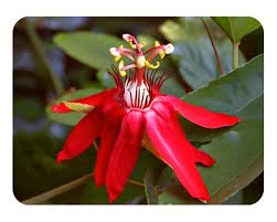 Image result for Passiflora vitifolia