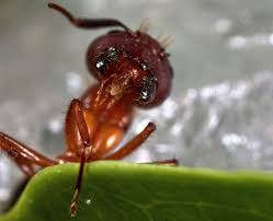 The ant's second body segment, the mesosoma, is packed full with muscles that power its three pairs of legs. Inside A Live Ants Mouth Ants Mouth Photo