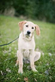 Obtain Terrific Ideas On Golden Labrador They Are Actually Available For You On Our Internet Site Golden Retriever Labrador Mix Labrador Dog Dogs