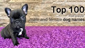 If you have a french breed, such as the poodle, briard, french bulldog female french dog names. Bullworth French Bulldogs Best Superior Quality French Bulldogs