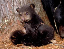 (finance) an investor who sells commodities animal resembling a bear. Why Do Bears Play North American Bear Centernorth American Bear Center
