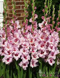 Image result for Gladiolus zambesiacus
