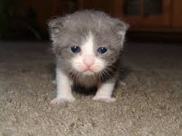Cat Baby Cats Wallpaper Id 157382 Desktop Nexus Animals Baby Cats Cats Cat Wallpaper