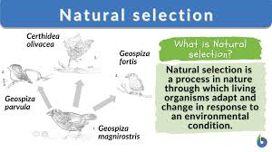 Natural Selection