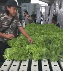 Pada masa kini jpns diterajui oleh akauntan negeri sarawak, selaku pegawai perakaunan utama bagi kerajaan negeri, bertanggungjawab kepada setiausaha kewangan negeri. Sarawak Agrofest 2018 Bermula Hari Ini Dayakdaily